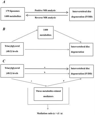 Nucleotide polymorphism-based study utilizes human plasma liposomes to discover potential therapeutic targets for intervertebral disc disease